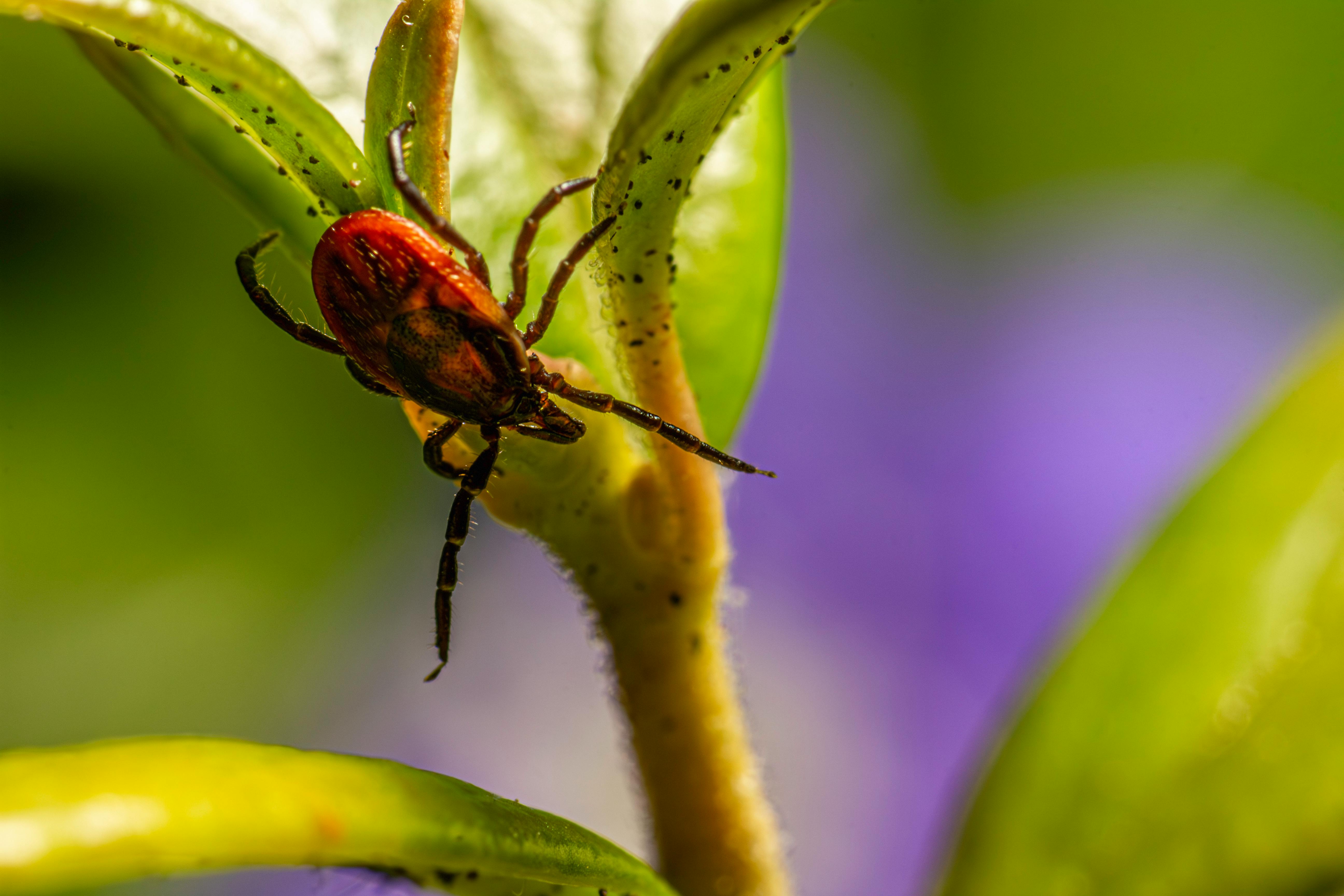 Free stock photo of animal, arachnid, arthropod