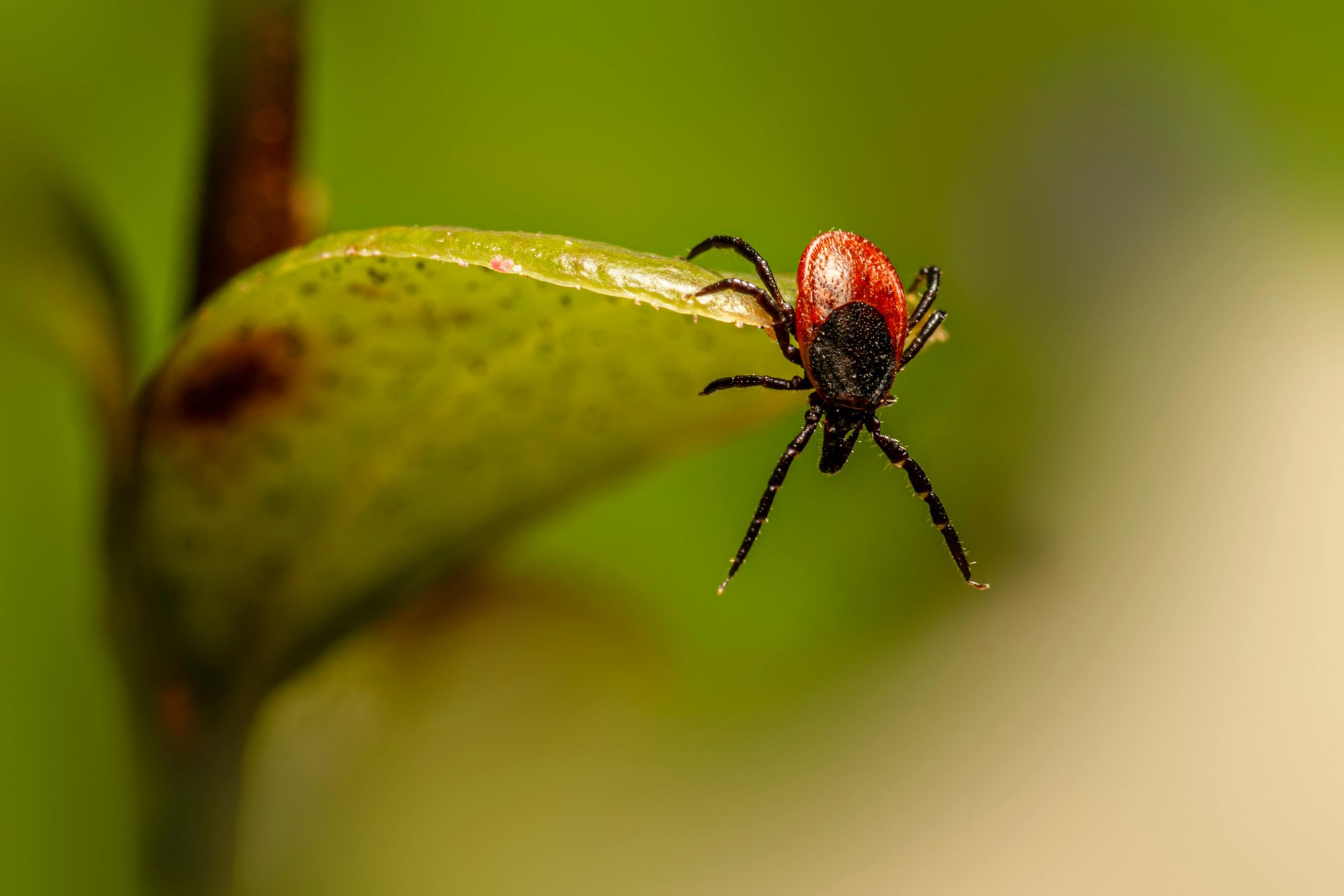 Free stock photo of animal, arachnid, arthropod