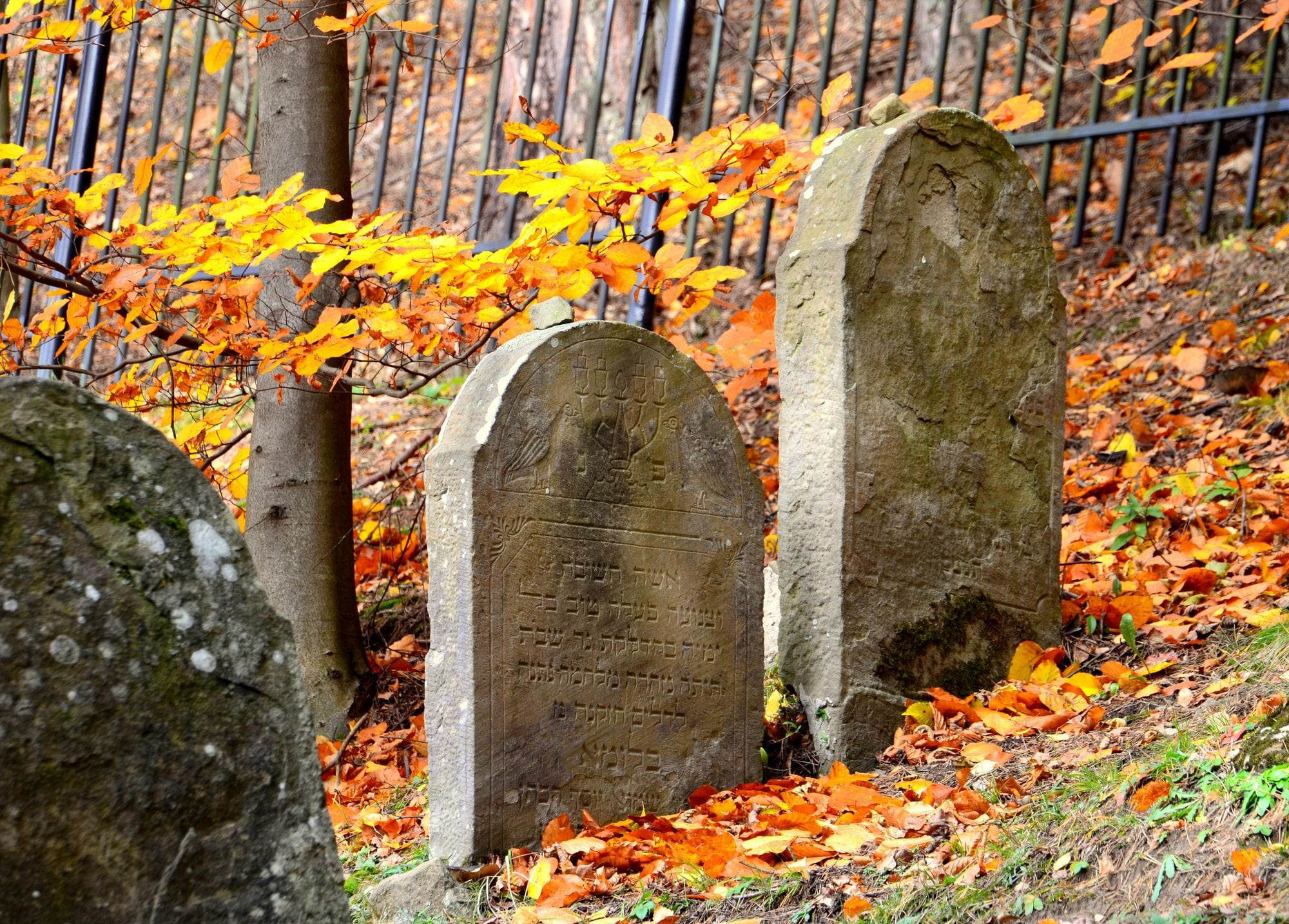 Jewish cemetery tombstones with vibrant autumn leaves creating a serene and historical ambiance.
